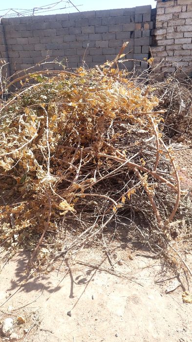 Утин, тахта ва болорлар сотилади