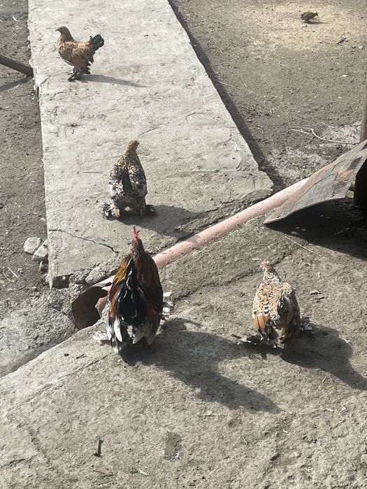 gaini pitice mii de flori familie , sunati pentru mai mulye detalii