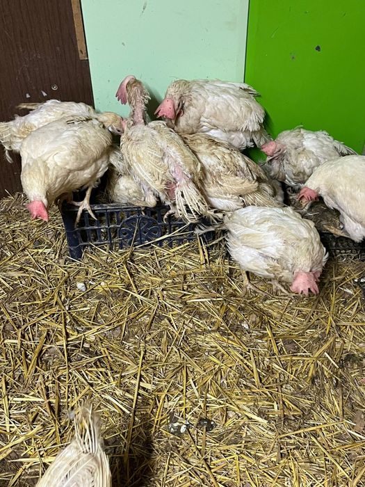 Продам куры легорн