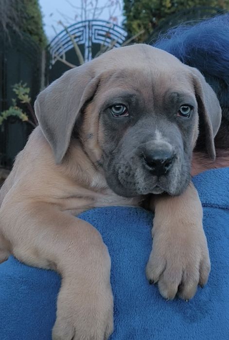 Mascul Cane Corso 9 săptămâni,  cu Pedigree+