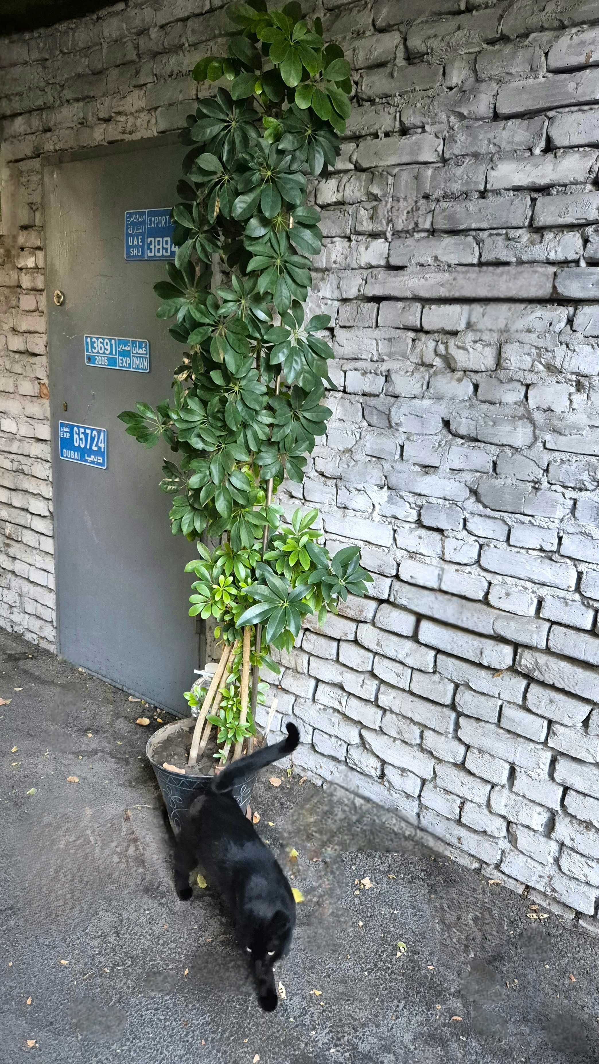 Шеффлера (Schefflera) 2.2м экзотическое растение в офис или домой.