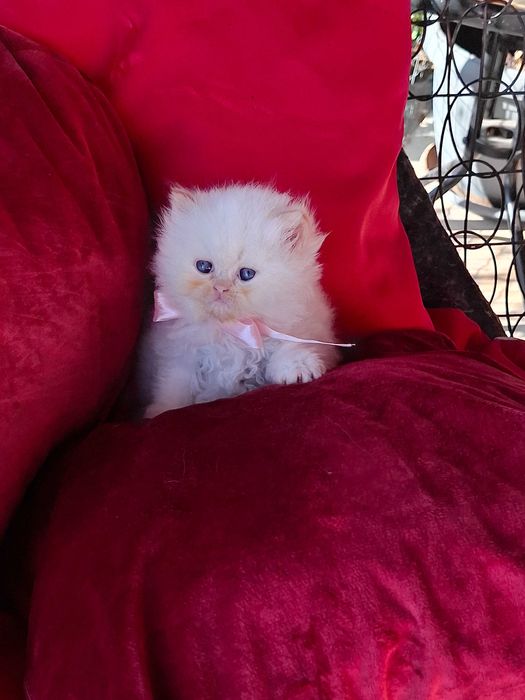 Персийски (хималайски)котенца!