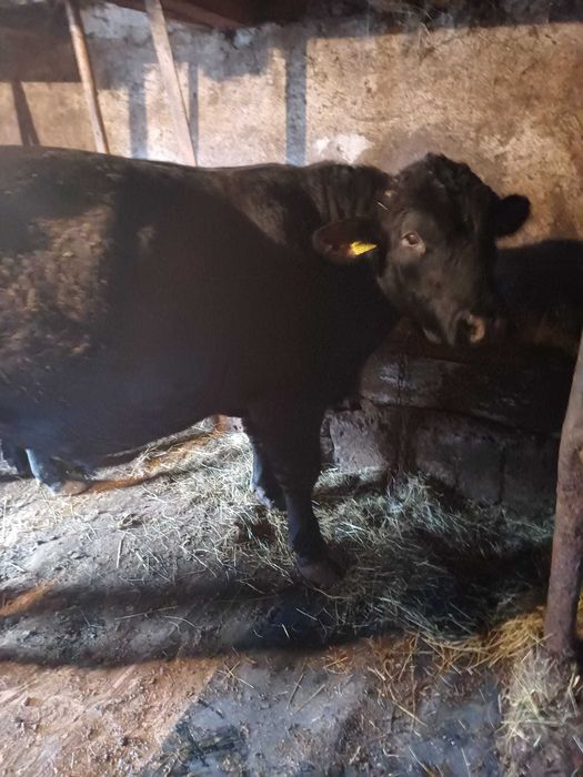 Doi Tauri de vanzare