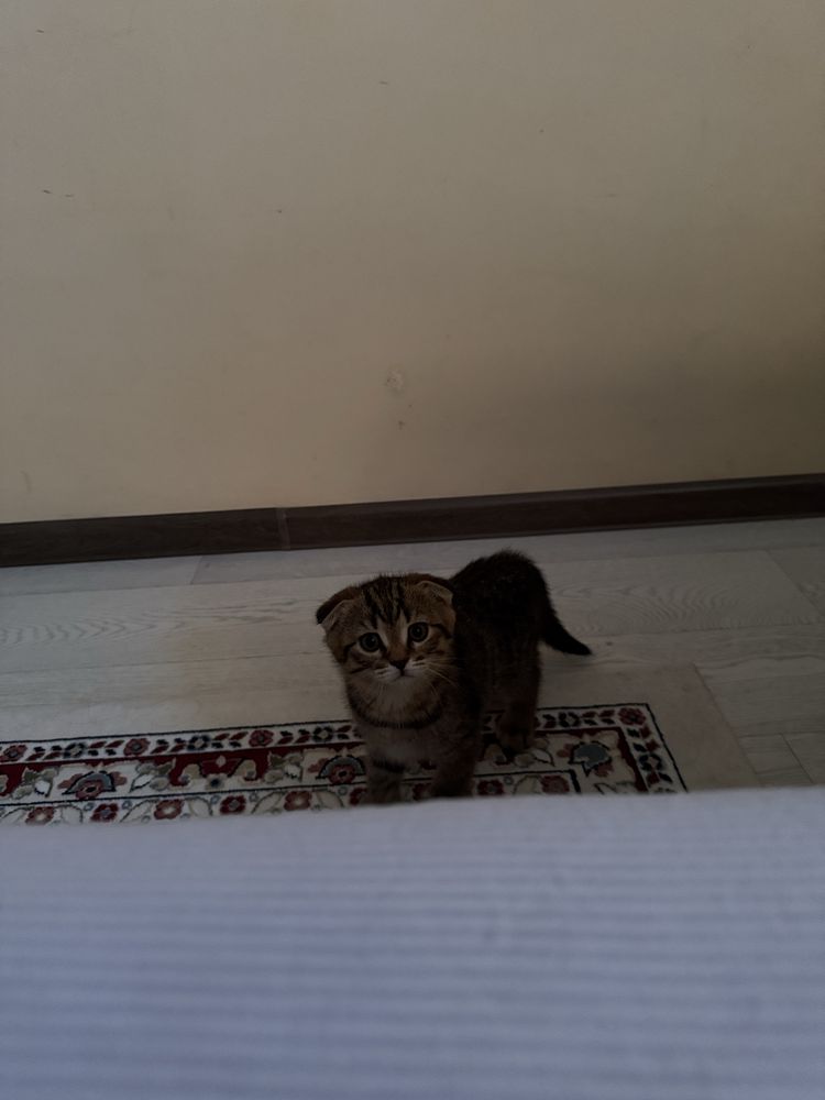 Шотладский вислоухий котенок