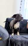 Pui American Bully