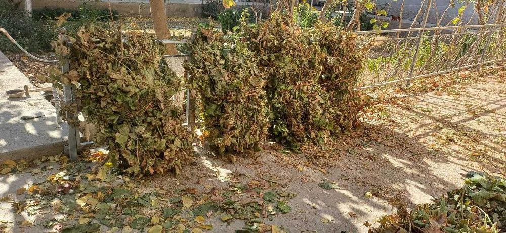 Ток(Узум)ни  хомтокидан чиқган шочалари барги билан текинга берилади