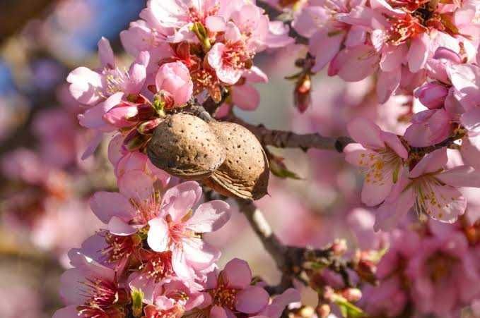Миндаль, персик, айва, слива , груши саженцы