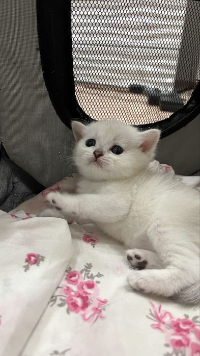 Британская Серебристая Шиншилла