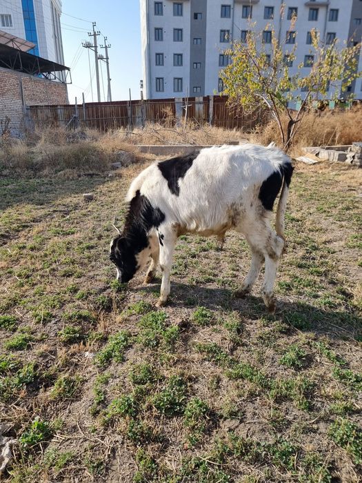 Букача сотилади сифати зор