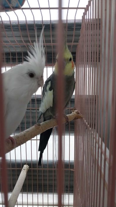 Продам пару  попугаев корелла нимфа   с клеткой.