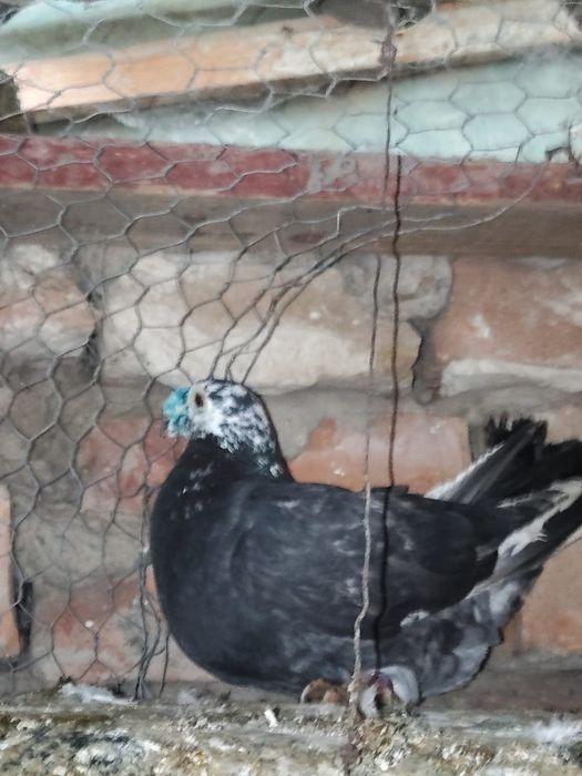 Vând mascul voiajor duduros