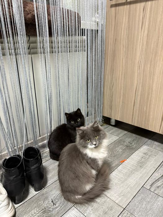 Отдам котят в добрые руки, мальчик и девочка