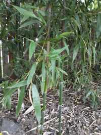 Bambusi pui si adulti