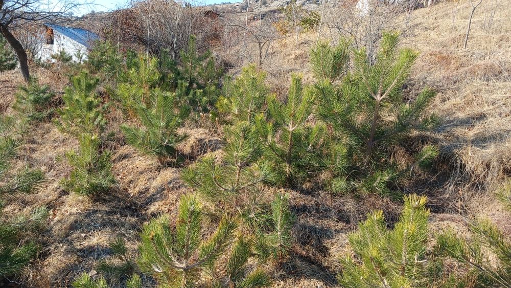 крим арча кучатлари