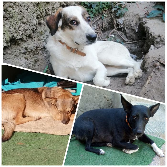 Стерилизованная добрая собака ищет дом, бесплатно в добрые руки