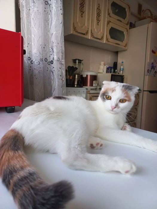 Шотландская вислоухоя  вязка