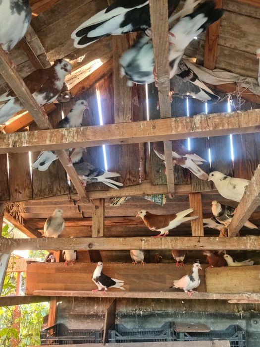 Vând porumbei jucatori