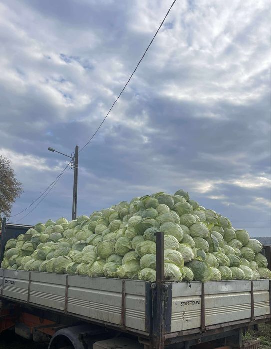 Varza de vanzare