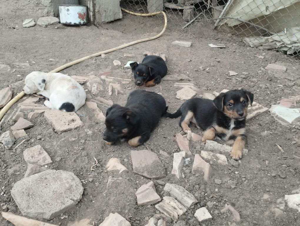 Подарявам тези четирите малки кученца