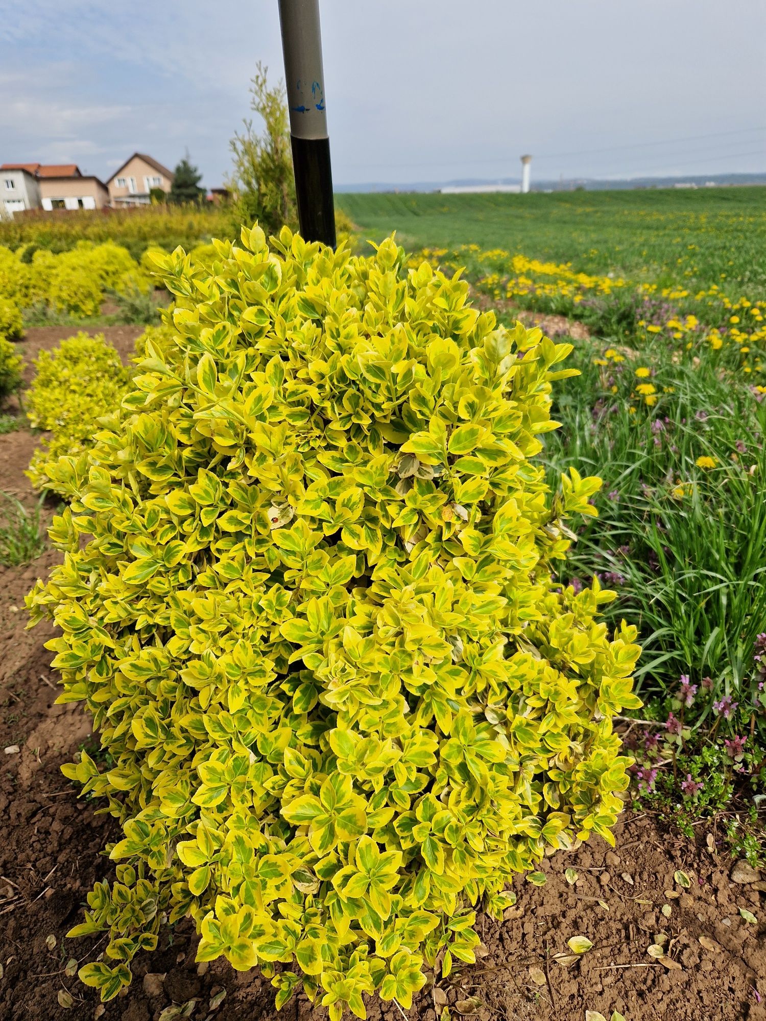 Ewonimus (plante ornamentale)