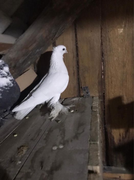 Продам голуби лётные