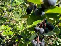 Aronia fructe de vanzare