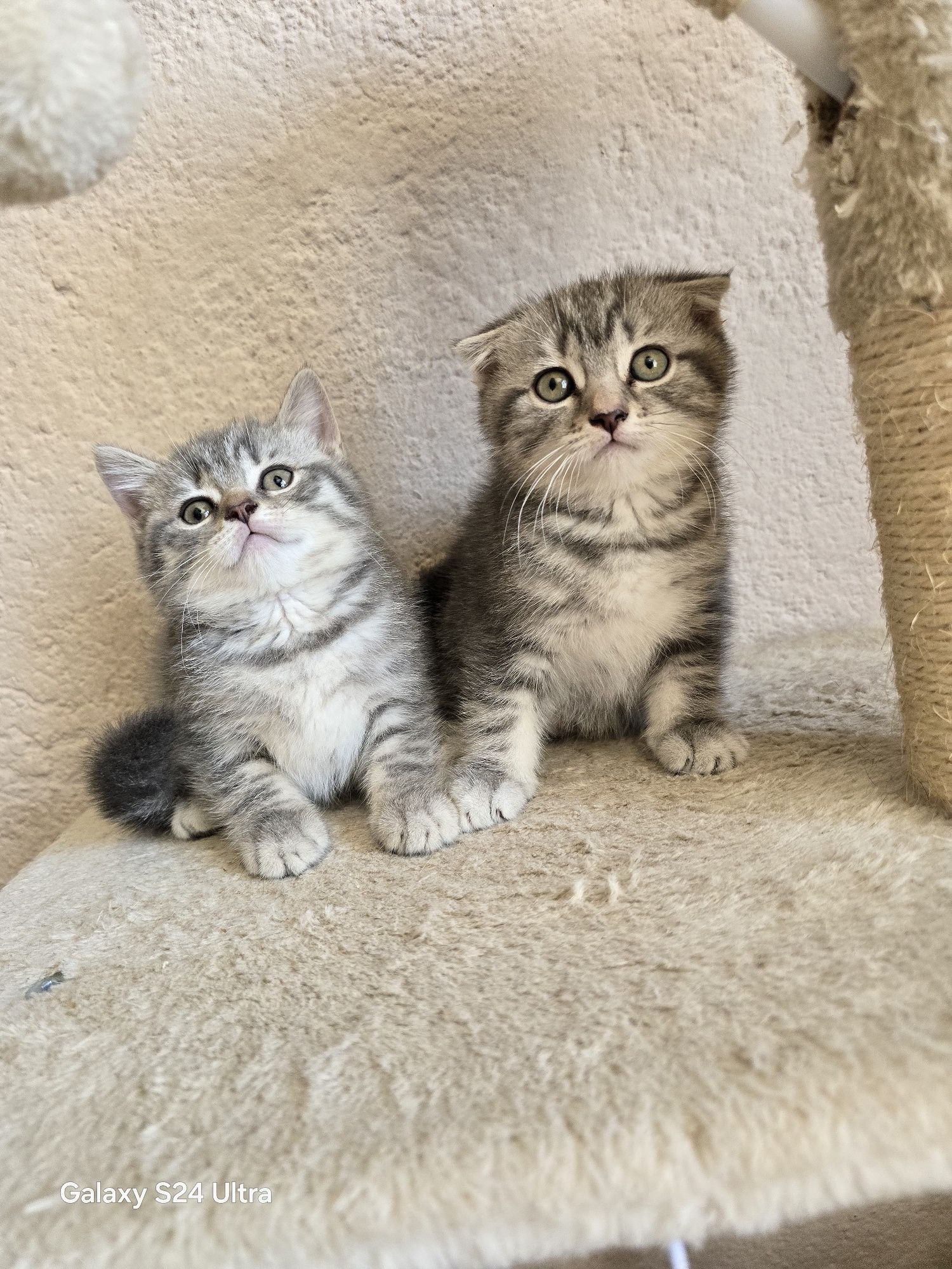Клепоухи котета чистокръвни