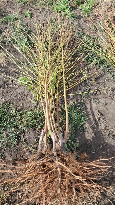 Pomi și vița de vie altoita