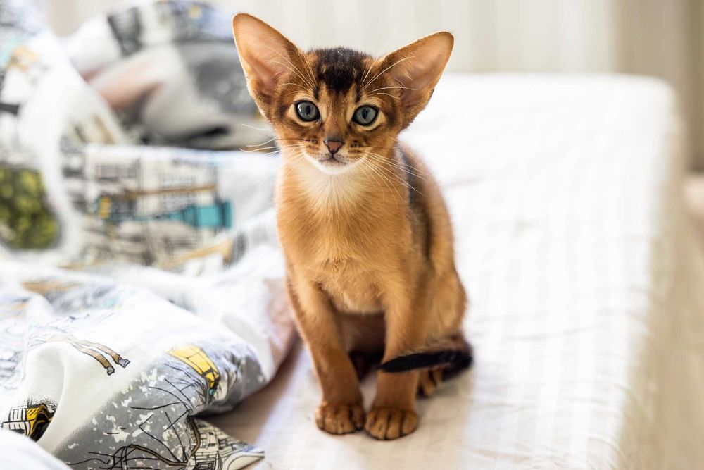 Pui pisica Abyssinian