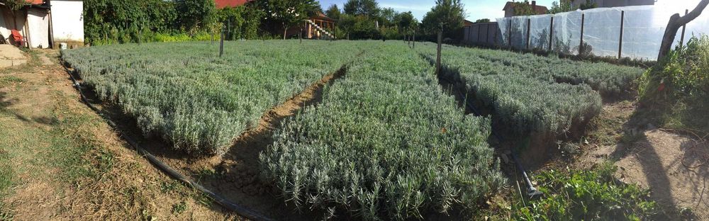 Разсад лавандула