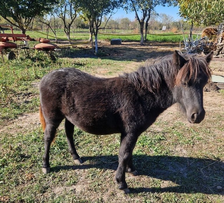 Vând mânză ponei