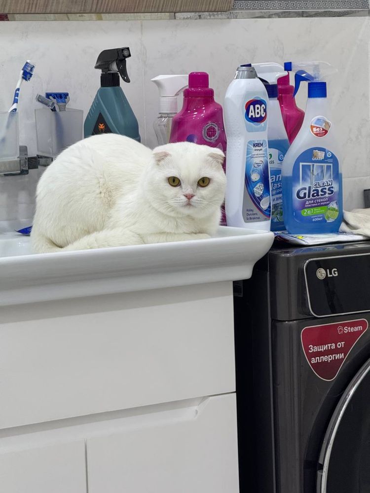 Продам кот и кошка 2