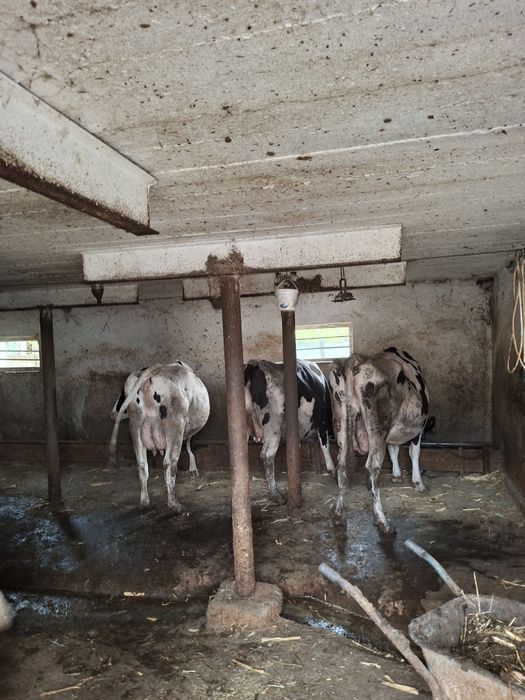 Vaci si juninci Holstein