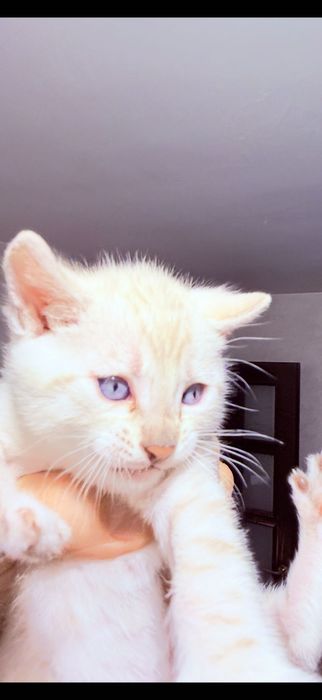 Pisica bengal alb , ochi albaștri