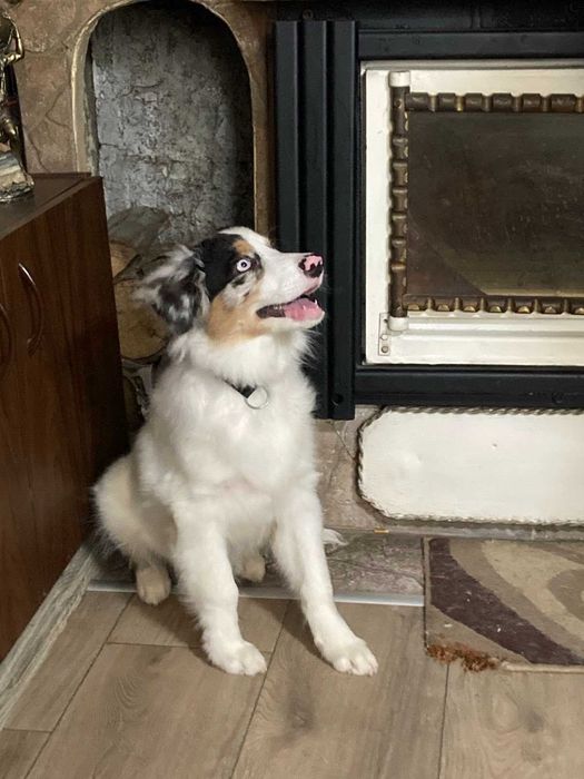 кученце,австралийска овчарка,мъжкар,на 4 месеца, ваксини,паспорт и чип