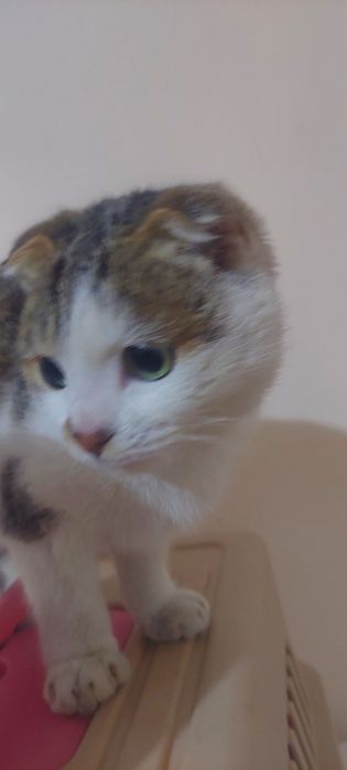 Skottish fold 5 oylik sotiladi