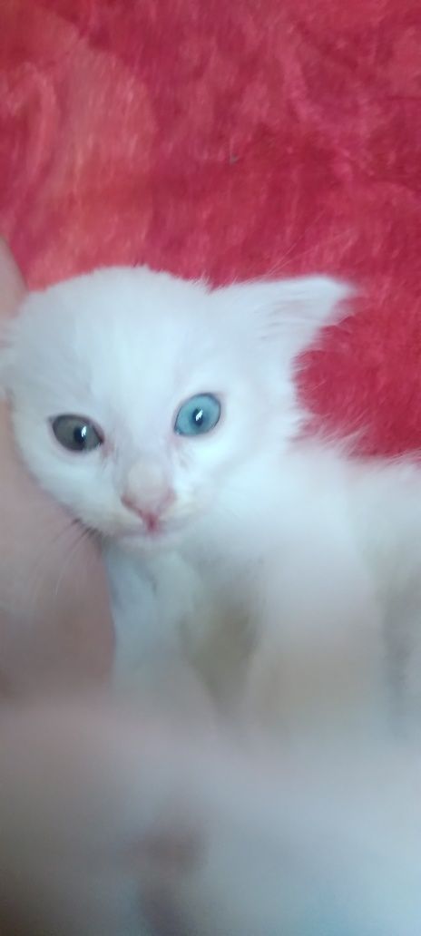 Продаются котста.sotiilaqi muhukshalar