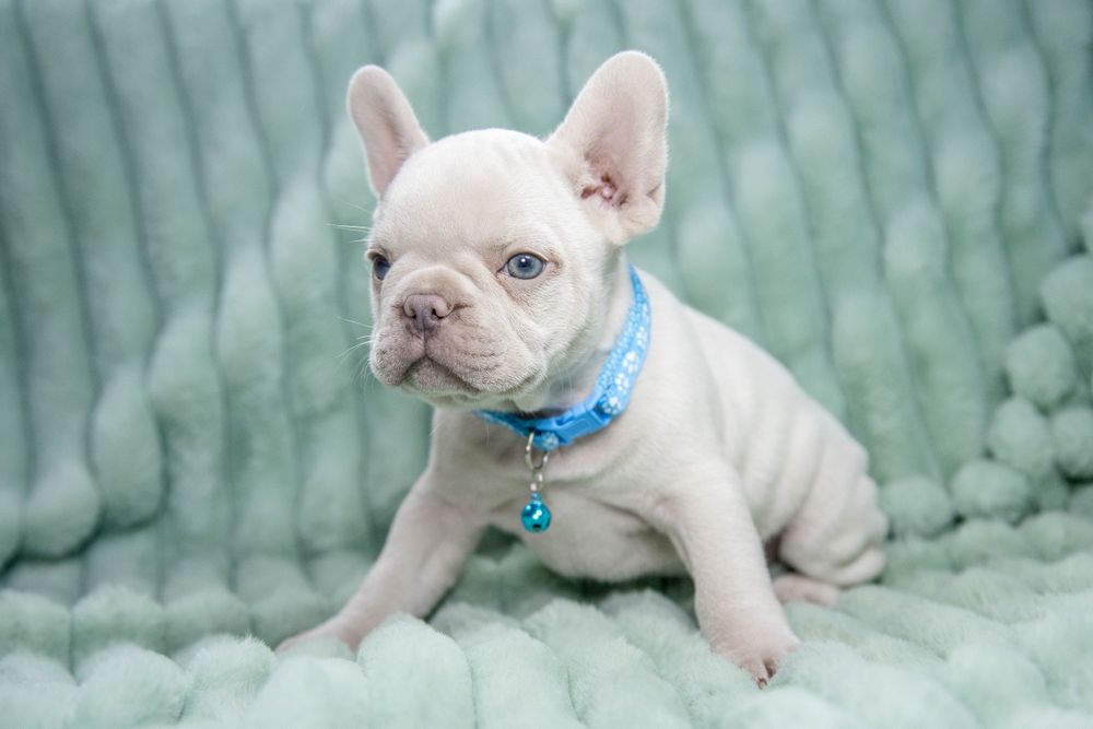 bulldog francez platinum