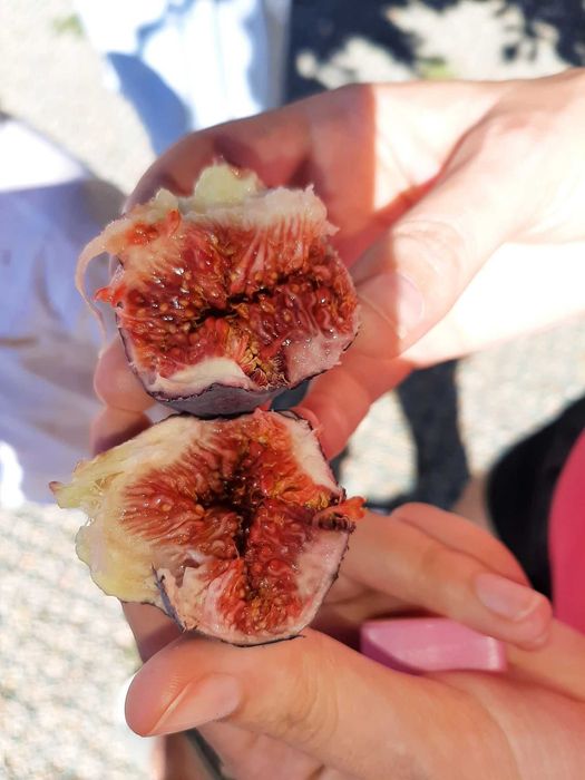 Smochin mov aclimatizat in Romania- Ghiveci