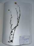 Ierbar 30 de plante