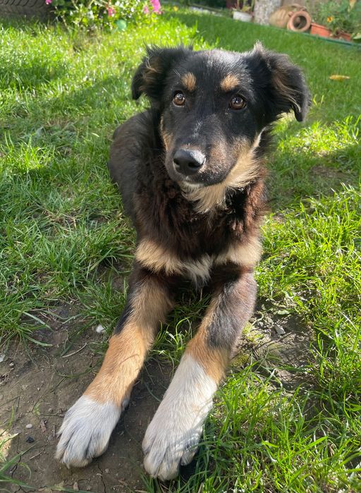 DONEZ pui caine maidanez femela