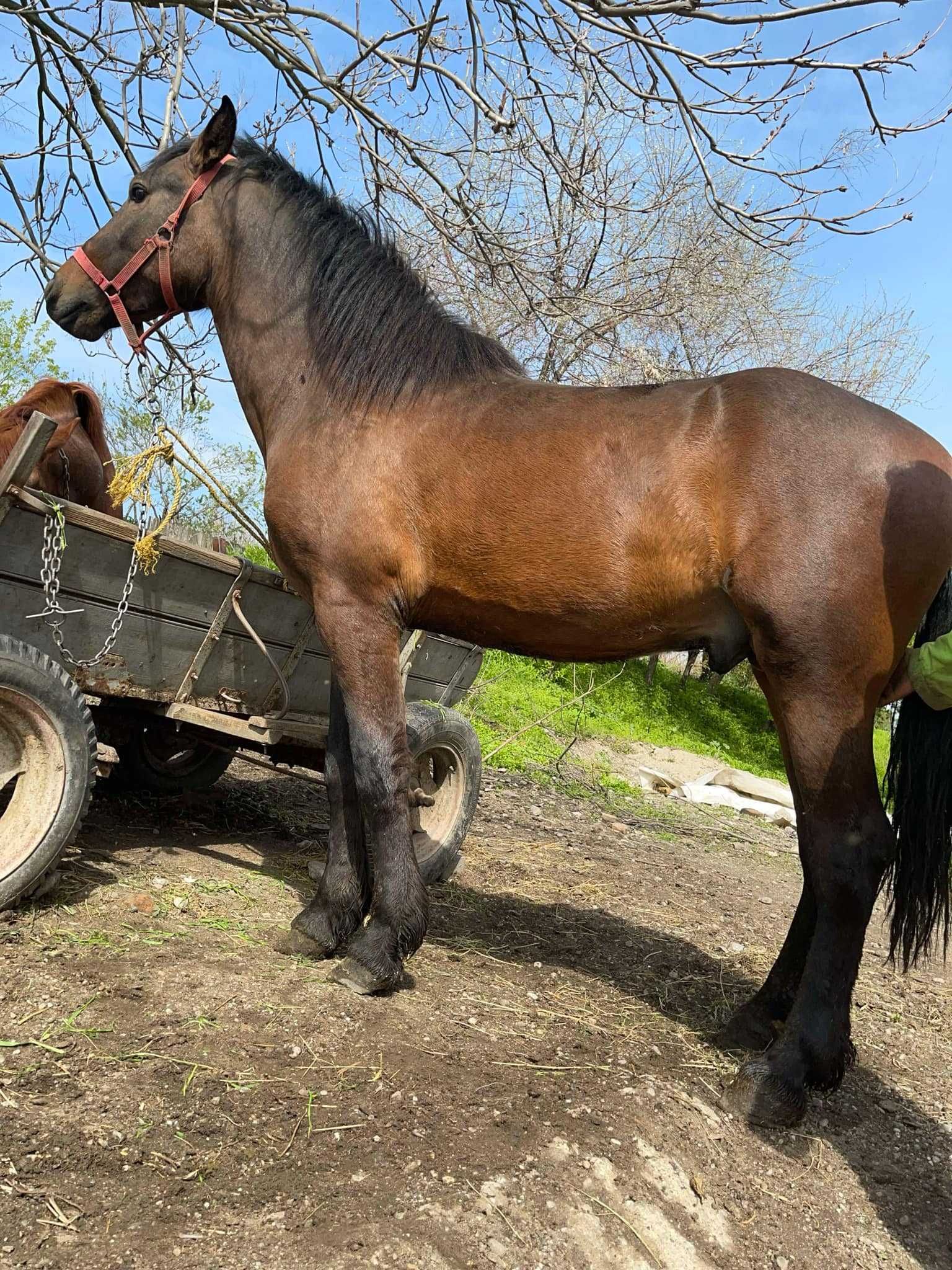 Vand metis frizian, vârstă de 2 ani,pret 1600 Euro