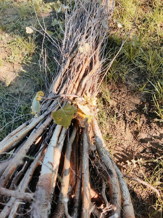 Puieți de salcâm tei mesteacăn frasin Paltin