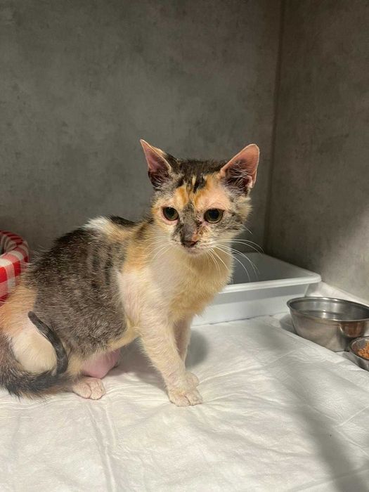 Pisicuta adoptie Iasi