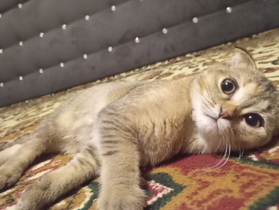 Zalataya shinshila fold