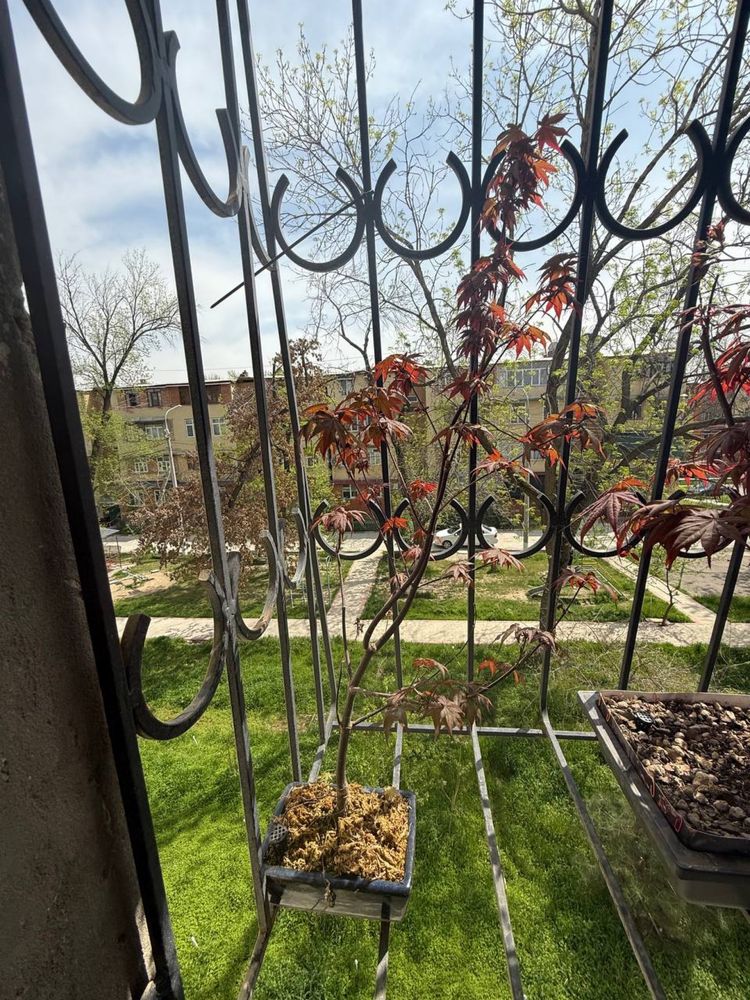 Продается яронский клен в бонсайной плошке