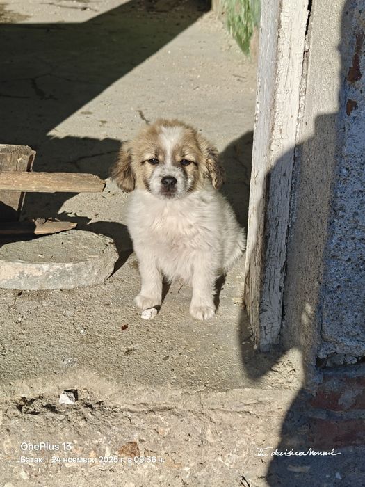 Кученце - Подарява се