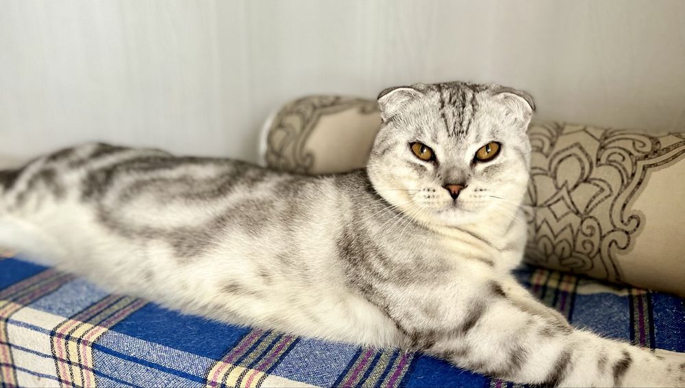 Продам кота вислоу
