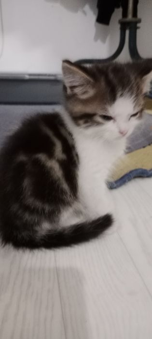 Мальчик Шотландской породы