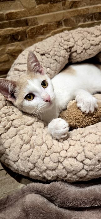 Motanelul Milani,vaccinat